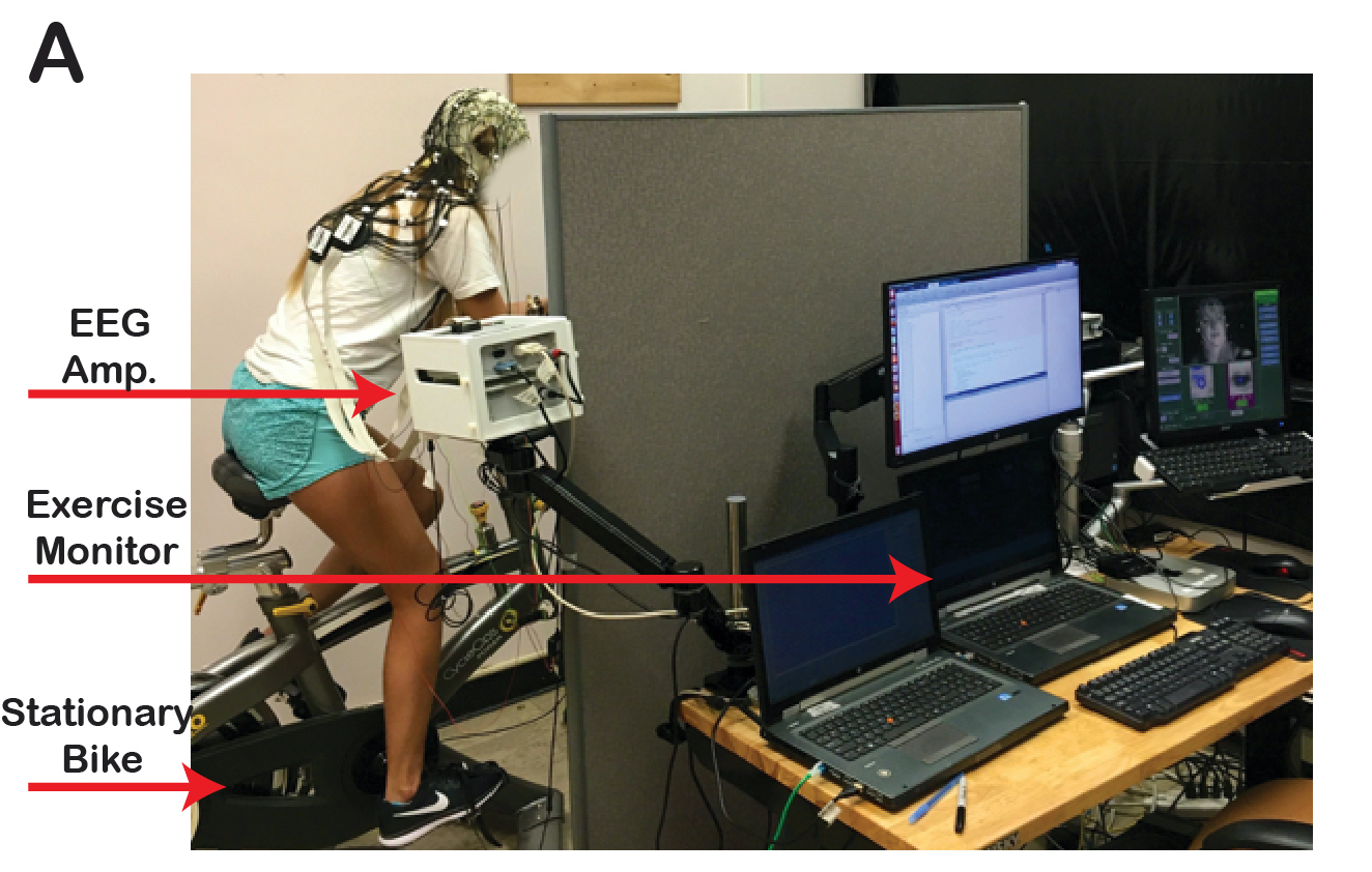 Image illustrating the set up of a biking and EEG experiment