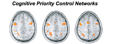 Graphic illustrating cognitive priority control networks in the brain