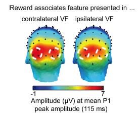 A topographic ERP map from a study investigating reward's effect on attention